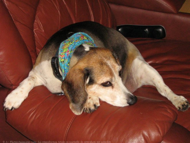 Photo de Beagle-harrier