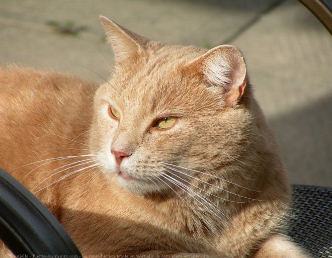 Photo de Chat domestique