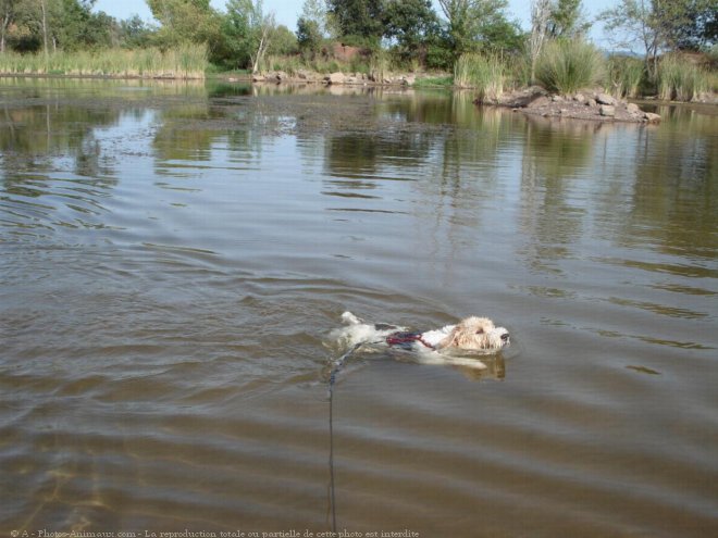 Photo de Fox terrier  poil dur