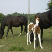 Photo de Paint horse