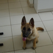 Photo de Berger belge malinois