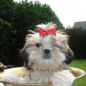 Photo de Shih tzu