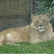 Photo de Lion