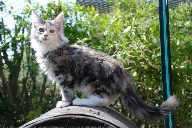 Photo de Maine coon