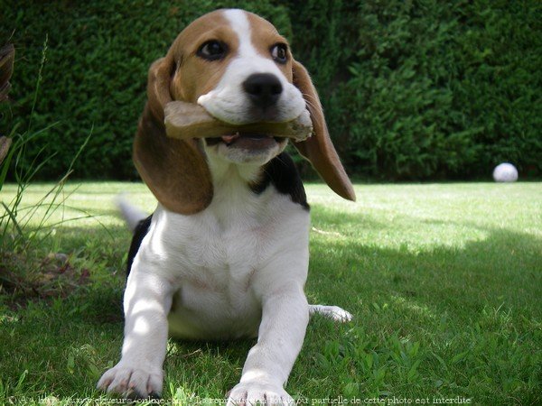 Photo de Beagle