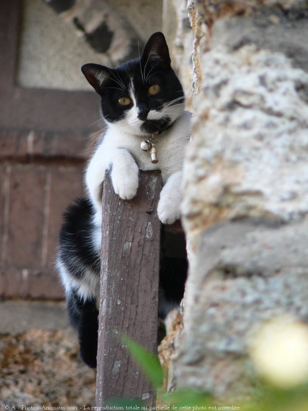 Photo de Chat domestique