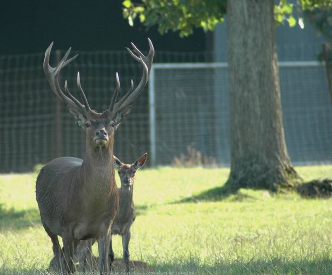 Photo de Cerf