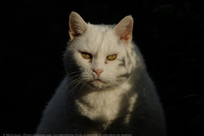 Photo de Chat domestique