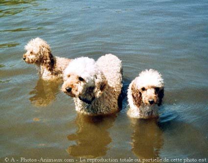 Photo de Caniche moyen