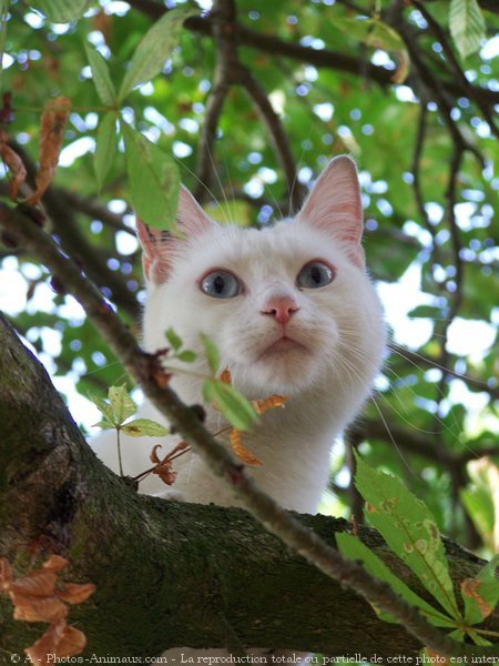 Photo de Chat domestique