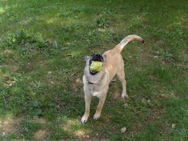 Photo de Berger belge malinois