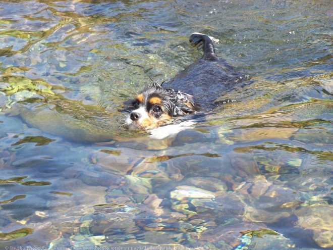 Photo de Cavalier king charles spaniel