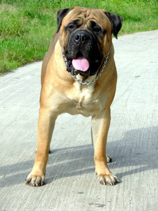 Photo de Bullmastiff