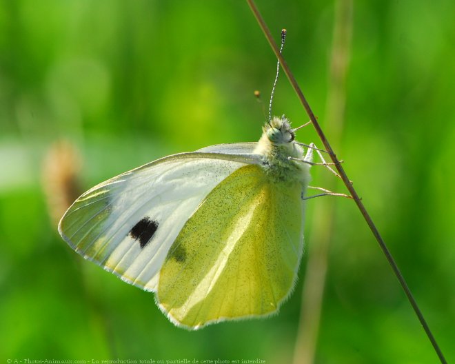 Photo de Papillon - piride