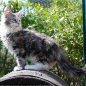 Photo de Maine coon