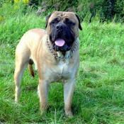 Photo de Bullmastiff