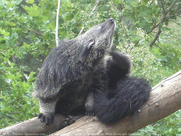 Photo de Binturong