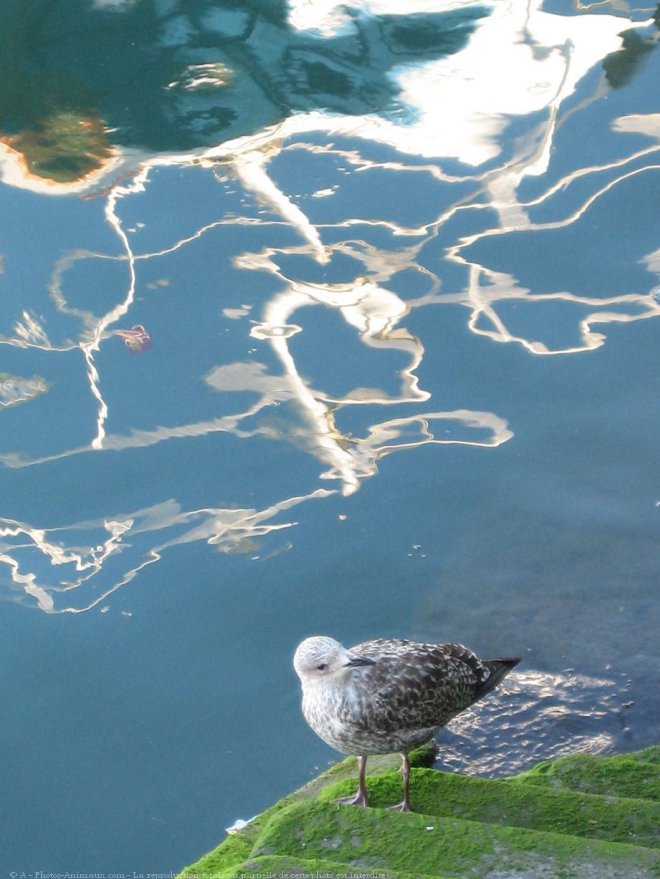 Photo de Mouette