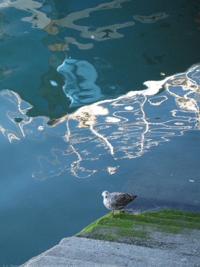 Photo de Mouette