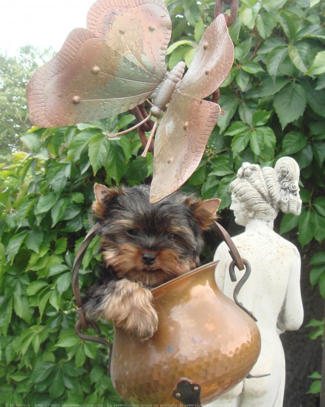 Photo de Yorkshire terrier