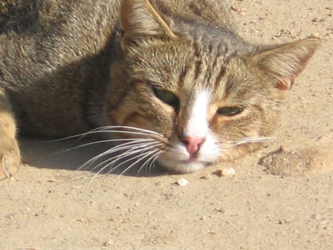 Photo de Chat domestique