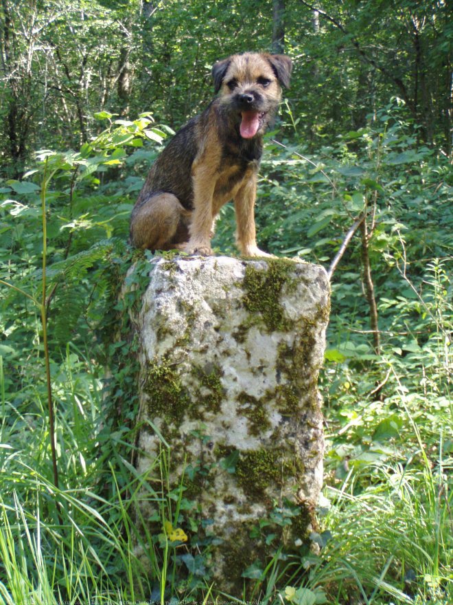 Photo de Border terrier