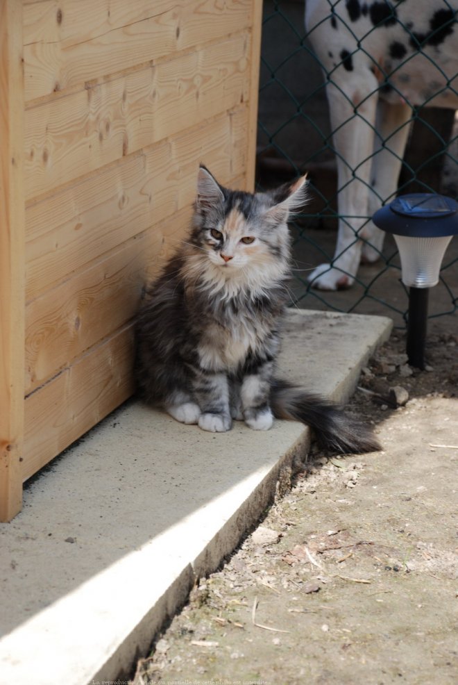 Photo de Maine coon