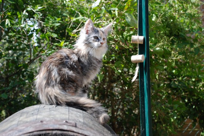 Photo de Maine coon