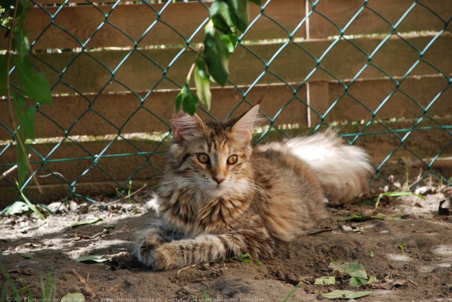 Photo de Maine coon