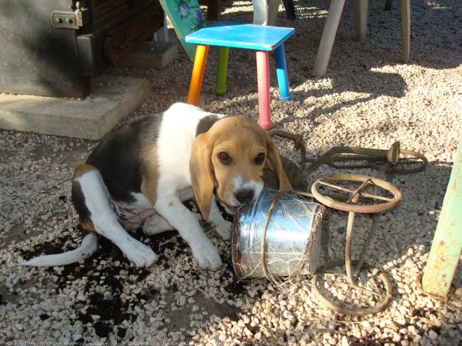 Photo de Beagle