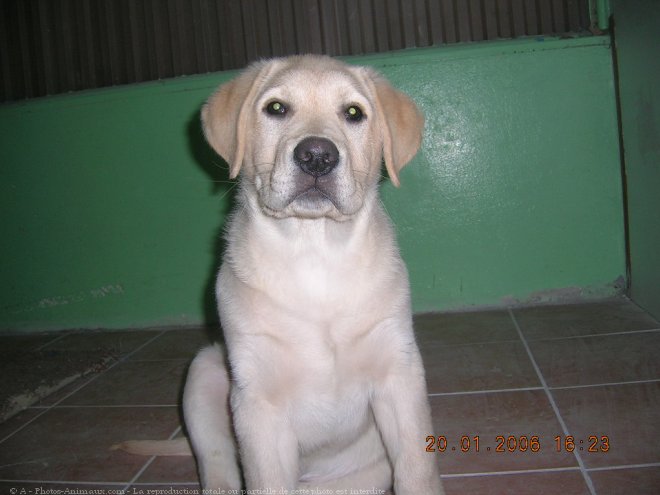 Photo de Labrador retriever