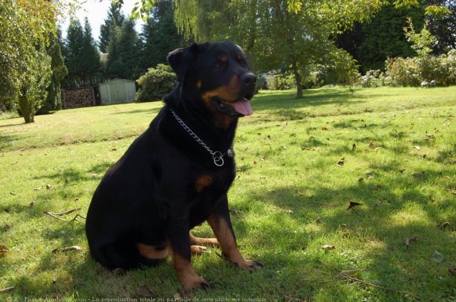 Photo de Rottweiler