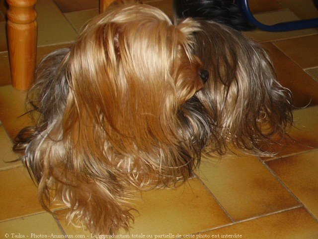 Photo de Yorkshire terrier