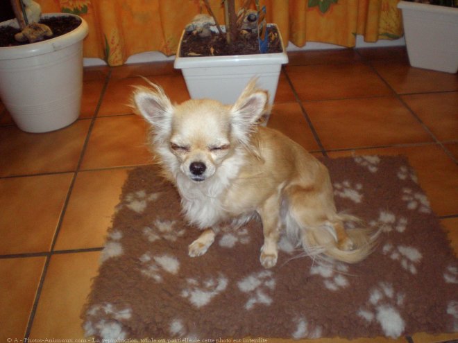 Photo de Chihuahua  poil long