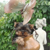 Photo de Yorkshire terrier