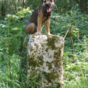 Photo de Border terrier