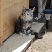 Photo de Maine coon