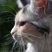 Photo de Maine coon