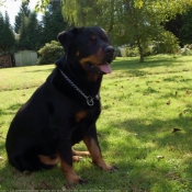 Photo de Rottweiler