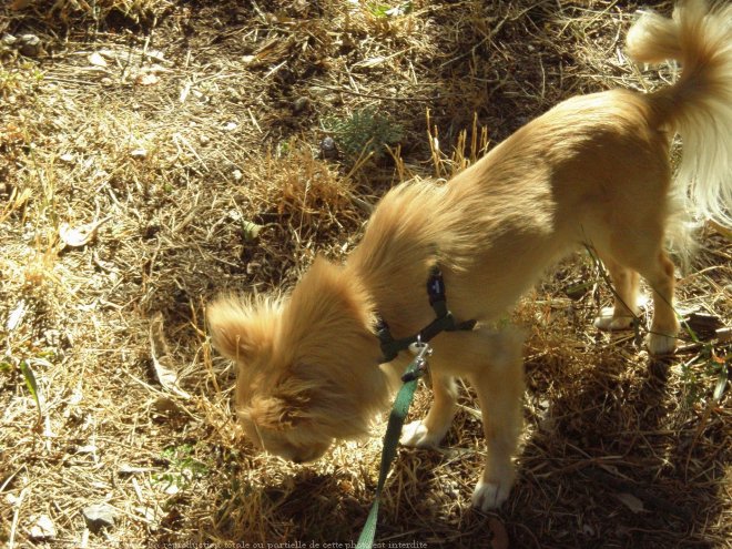 Photo de Chihuahua  poil long