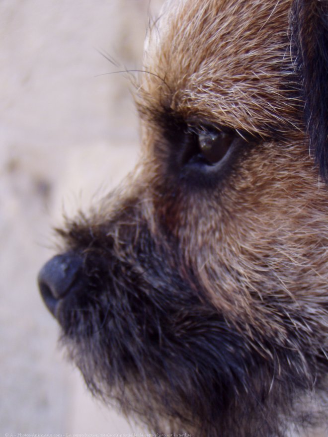 Photo de Border terrier