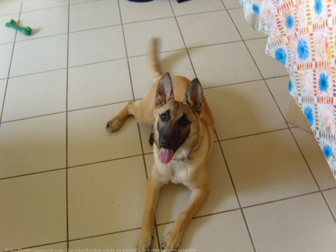 Photo de Berger belge malinois