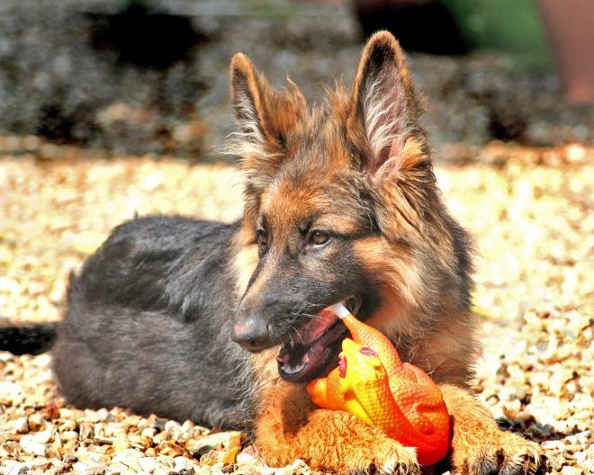 Photo de Berger allemand  poil court