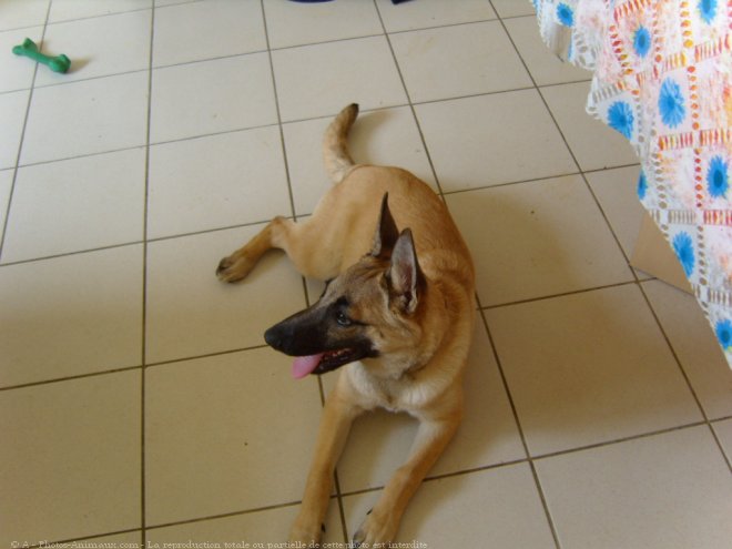 Photo de Berger belge malinois