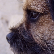 Photo de Border terrier