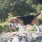 Photo de Beagle