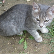 Photo de Chat domestique