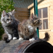 Photo de Maine coon