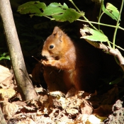 Photo d'Ecureuil