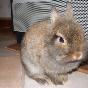 Photo de Lapin